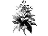 Cinnamon (Cinnamomum Aromaticum), Heb. QiNaMON (Ex.30.23, Prov.7.17, Song.4.14, Rev.18.17)